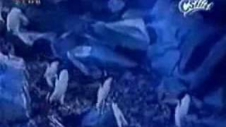 Çok Komik Şirin Penguenler