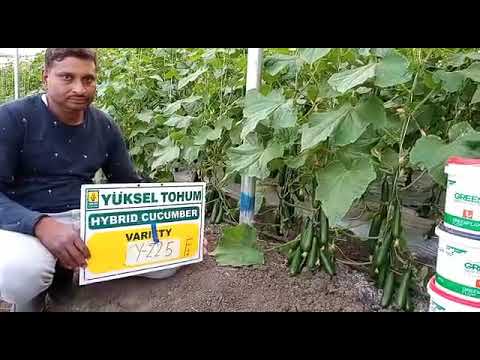 Video: Cucumber Varieties Marinda F1 - Cultivation, Rules Of Care And Other Important Nuances