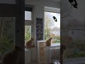 Dieser Vogel Weiß Genau Was Er Tut Cats Katzen Funnycats Catshorts
