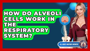 How Do Alveoli Cells Work In The Respiratory System? - All About Anatomy Answers