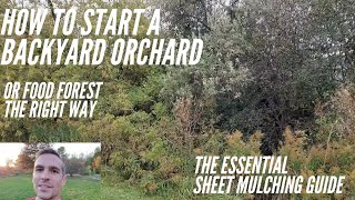 How to start a backyard orchard the right way. The essential sheet mulching guide.