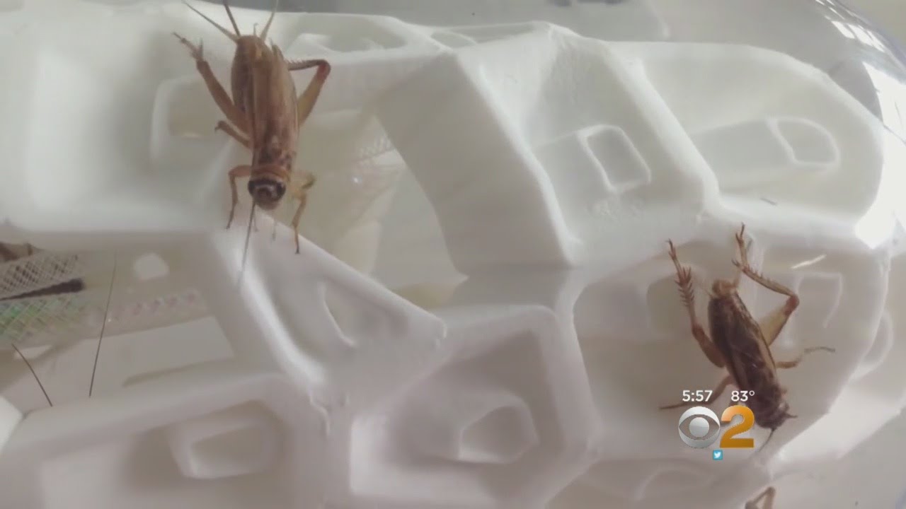 Crickets In Your Kitchen