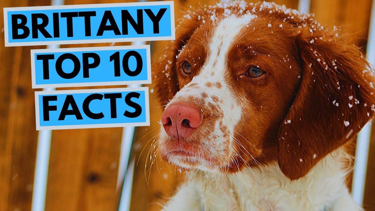 About Brittany Spaniels Bet yonsei ac kr about-brittany-spaniels-bet-yonsei-ac-kr