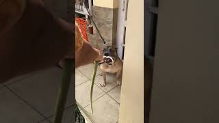 American Bully Brunos Bath Time Angry Baby Bruno Hates Bathing