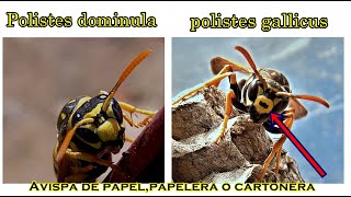 Avispa papelera de papel o cartonera.Polistes