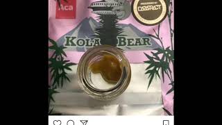 Kola bear fire jams by Hippi-Cat