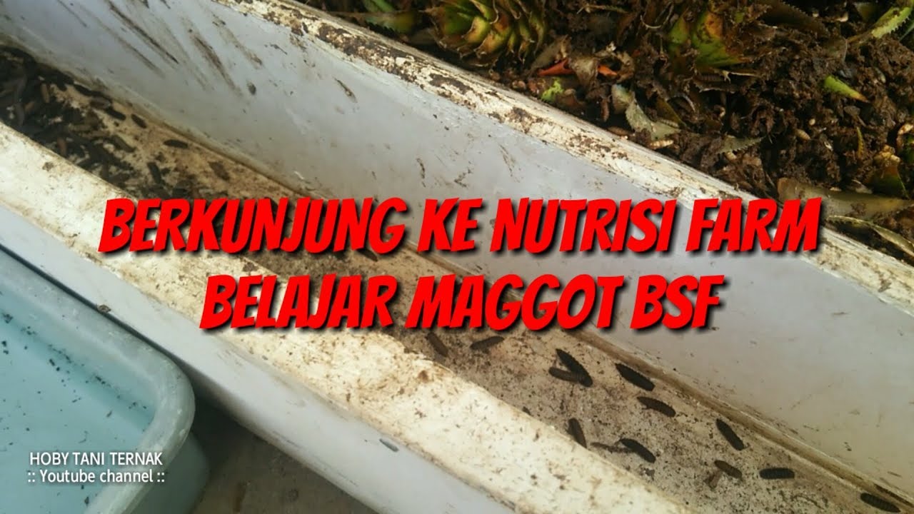 CARA BUDIDAYA MAGGOT BSF PEMULA ALA NUTRISI FARM PURWOKERTO 