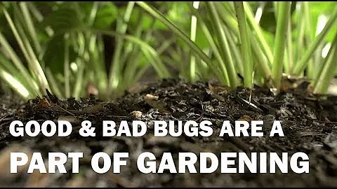 Dig It: Good Bugs vs. Bad Bugs in Gardening