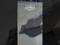 Jumma Mubarak to all Muslims ♥️♥️♥️🤩🤩🤩🥰🥰🥰😘😘😘♥️♥️ plz subscribe my channel♥️♥️🙏🙏🙏💔💔💔♥️♥️😘😘😘
