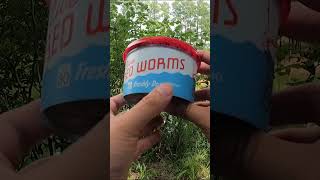 How to rig a worm to catch bluegill