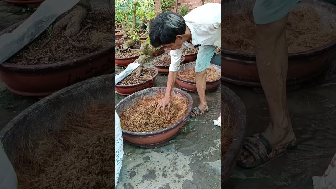 Chia sẻ cách vô chậu phôi mai vàng, dành cho a chị mới tập chơi 