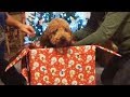 Kids React to Christmas Puppy Surprise