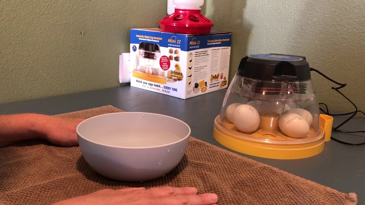 Duck EggsDay 9 YouTube