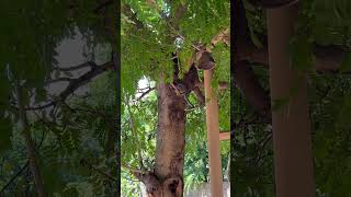 Olha os saguizinhos aí #naturezasurpreendente #wildlife #viral