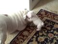 Elvis the Bulldog Puppy bites his mom Patches in the face