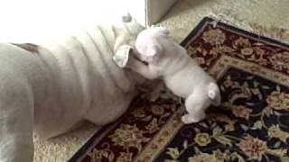 Elvis the Bulldog Puppy bites his mom Patches in the face