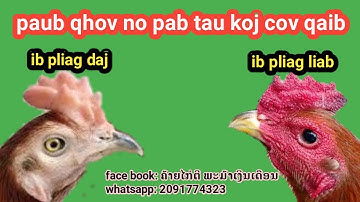 Qaib ib pliag daj ib pliag liab yog vim li cas