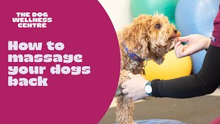 Physio tips on how to give your dog a lower back massage at home