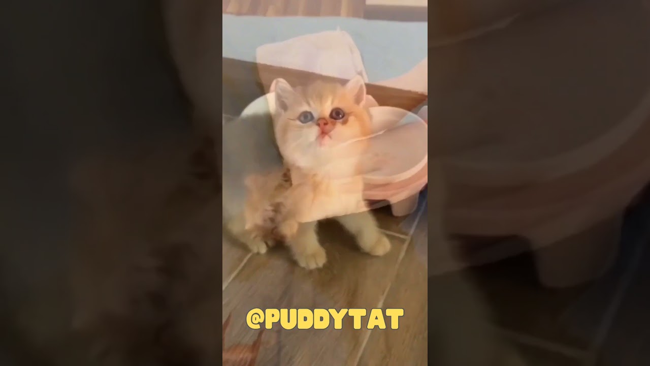 Small paws, big heart.