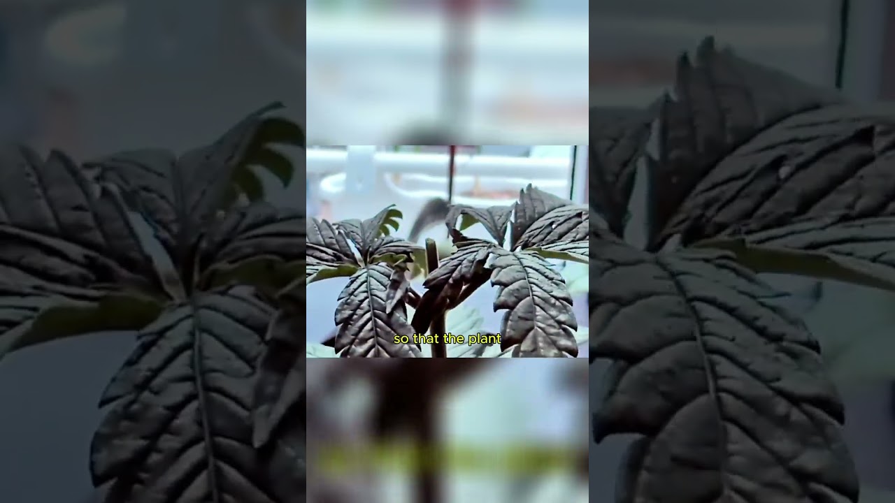 Cannabis Topping: Profi-Tipps für fette Ernte!