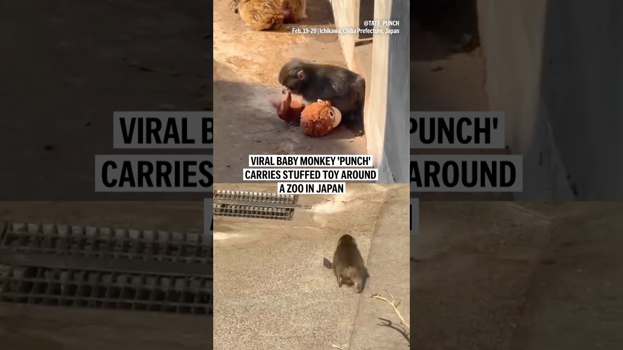 Viral baby monkey 'Punch' carries stuffed toy around a zoo in Japan