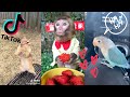 Top Funny Animals Compilation [ Pets of TikTok 2021] ~ Try Not To Laugh