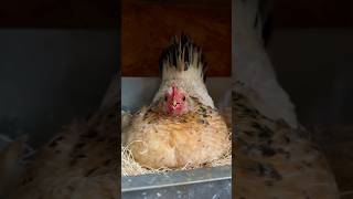 An Angry Broody Hen