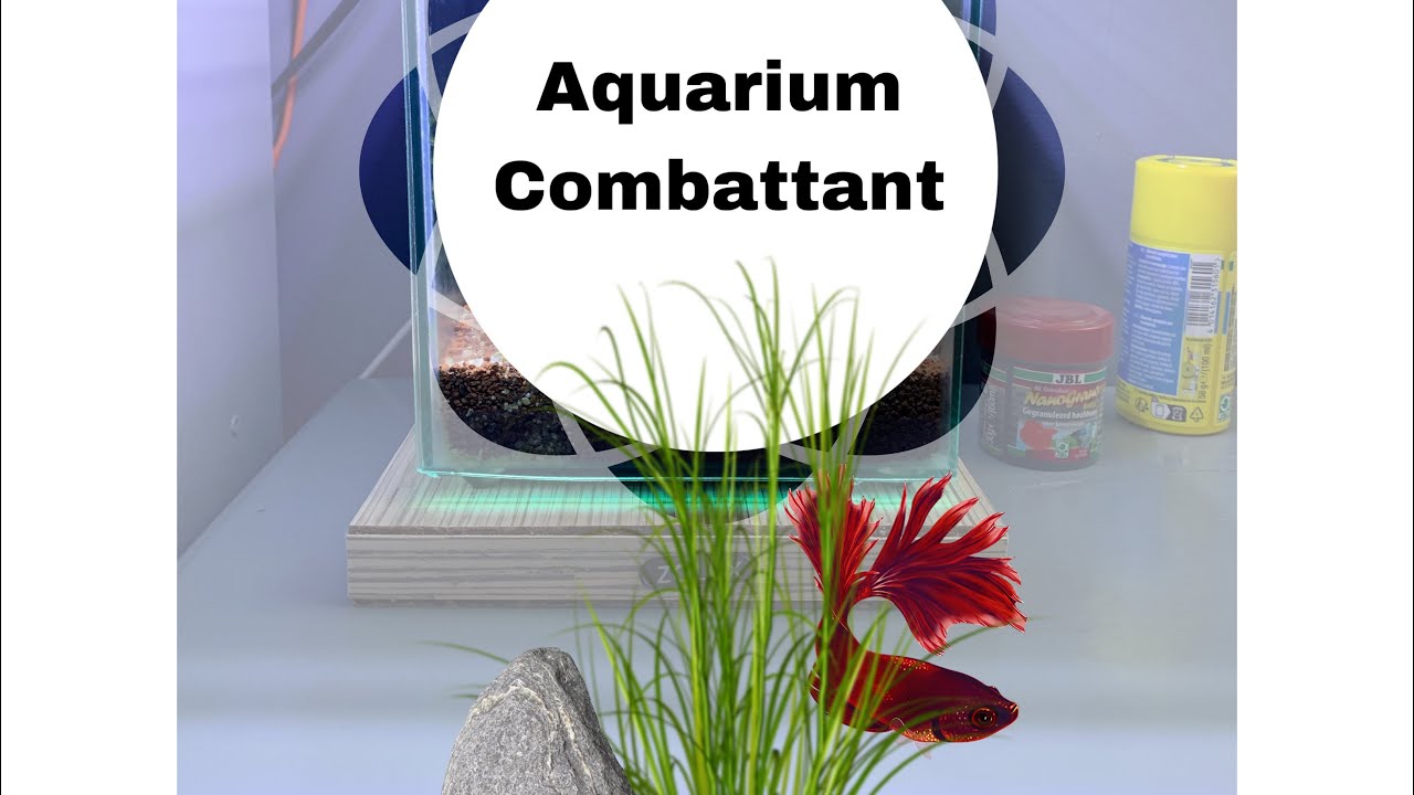 Aquarium combattant YouTube