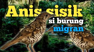 Burung ini tiba tiba datang dan tiba tiba pergi, mengenal burung anis sisik atau punglor sisik