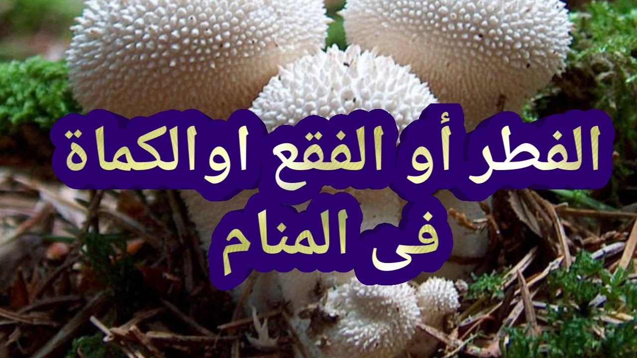 تفسير حلم رؤية الفطر أو الفقع اووالكماة في المنام للحامل والمتزوجة والعزباء والمطلقة والأرملة والرجل