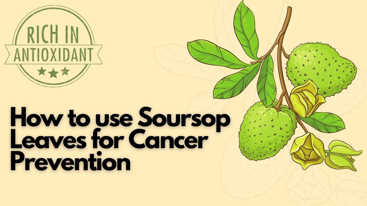 how to use soursop leaves for cancer prevention YouTube