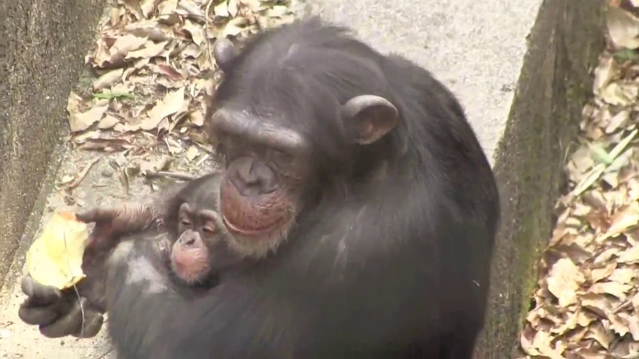 双子babyと兄リキ [ベビーシッター編] 15 Twin babysitter Brother Riki