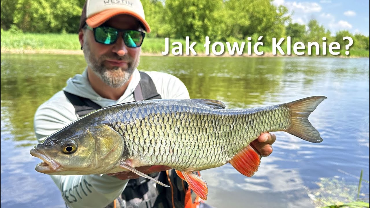 Jak łowić klenie - miejsca, przynęty, sposoby prowadzenia oraz zestawy...