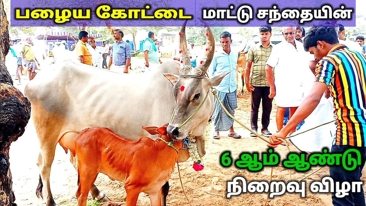 பழைய கோட்டை நாட்டு மாட்டு சந்தையின் 6 ஆம் ஆண்டு நிறைவு விழா.