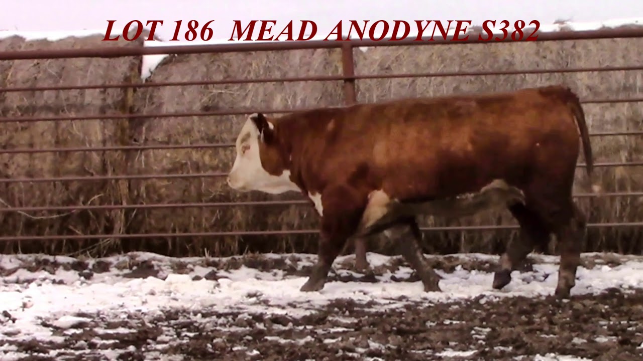 Mead Farms Lot 186 YouTube