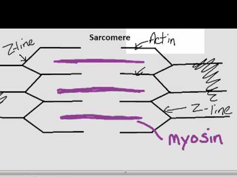 Parts of the Sarcomere - YouTube