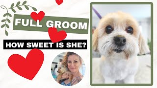 Small Dog Short Hair Cut ( Dog Grooming Video)