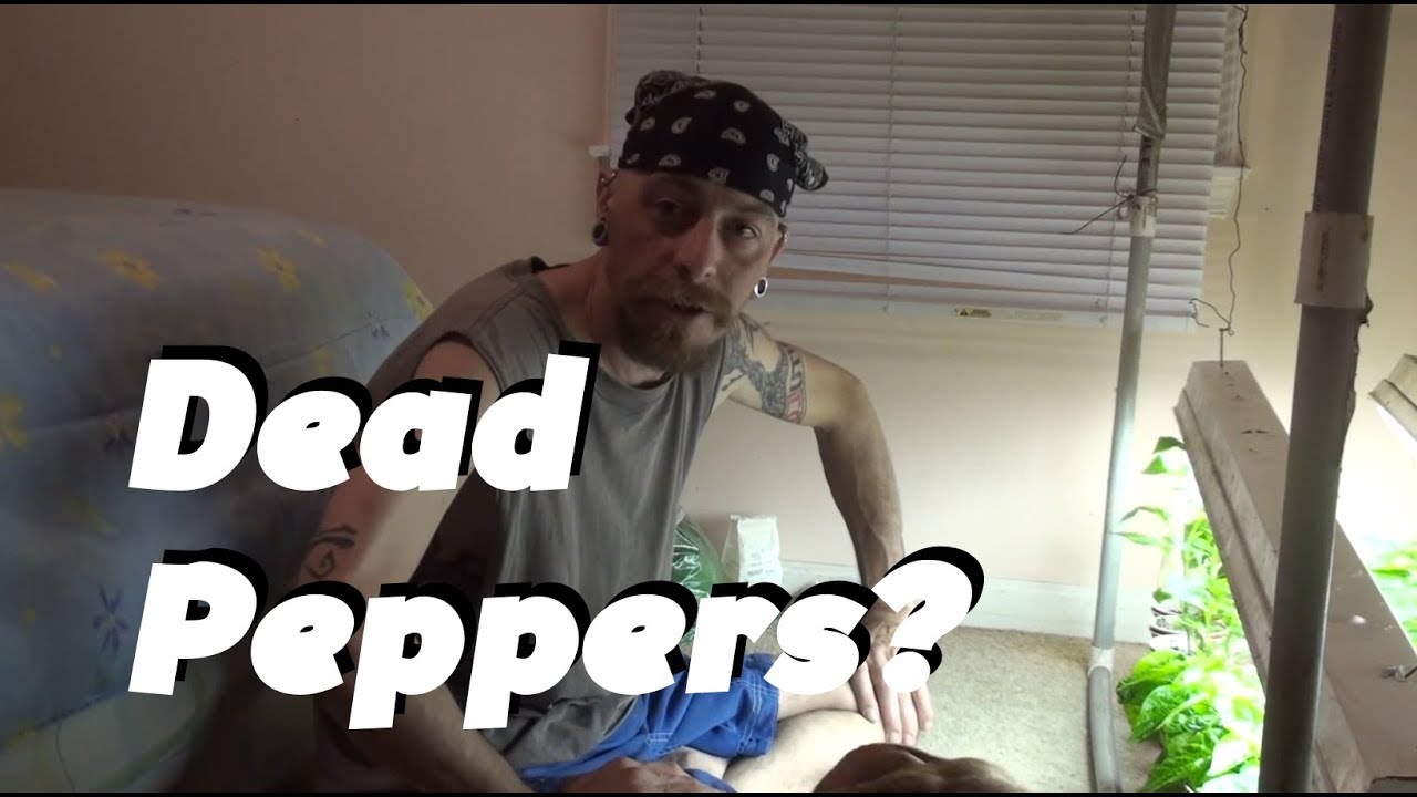sparkle emoji Dead Peppers?: Super Hot Peppers