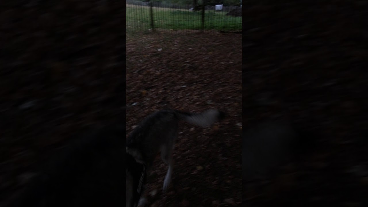 camera iphone 8 plus apk Catching leaves 2.0