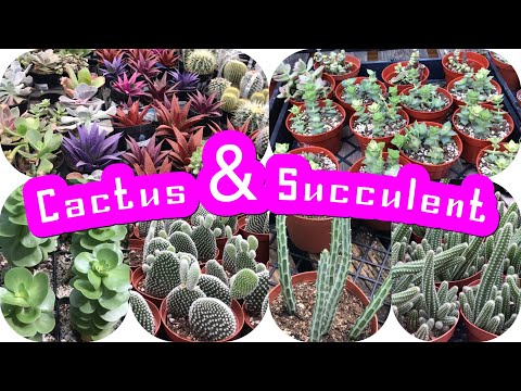 Plant SHOPPING Cactus and SUCCULENT mix