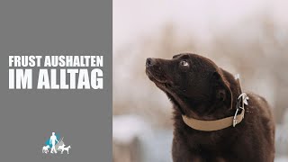 Fsrustrationstoleranz  3 Dinge die Hunde LERNEN sollten  TEIL 1