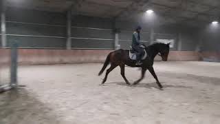 Aymar 3.5 y.o gelding for sale! 3,5 letni wałach na sprzedaż!