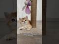 2024 британскаяшиншилла котики Catlover милота Cat Kitten Animals золотаяшиншилла Ny12 2024 британскаяшиншилла котики Catlover милота Cat Kitten Animals золотаяшиншилла Ny12