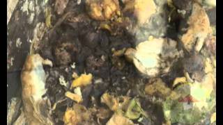 To Grow And Broadcast Mold