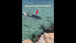 Sperm Whale VS Sea Lion | #shorts