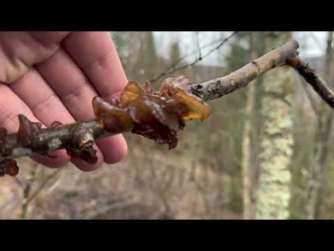 Video: Svibanjske gljive. Svibanjska gljiva: fotografija
