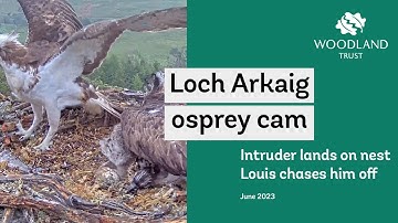 Unringed intruder Osprey lands on the nest next to Dorcha - Loch Arkaig Osprey Cam Highlights