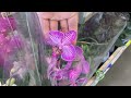 Леруа Мерлен 🌸 обзор орхидей 🌼 Москва Варшавское шоссе ☺️ 15.06.22