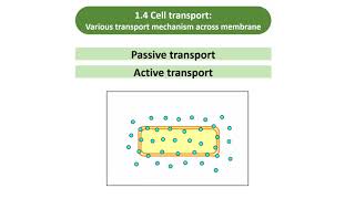 2.4 Cell transport