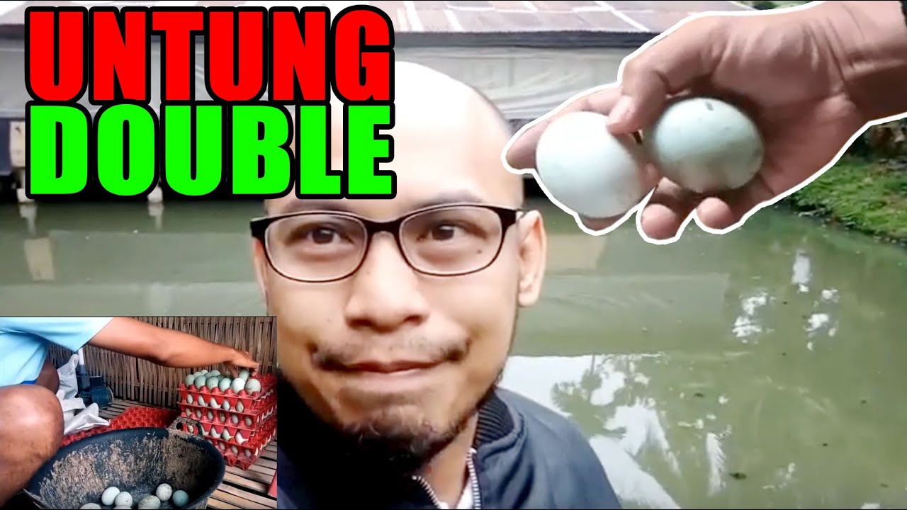 Beternak Bebek di Kolam Ikan..!! Kepoin Caranya Yuuukk.... 